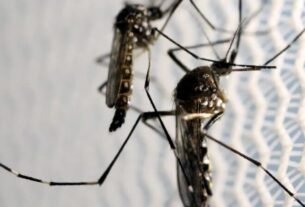 Aedes aegypti: quase metade dos municípios está em alerta ou risco