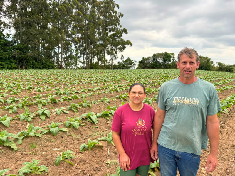 Família Timm é produtora de tabaco em Turuçu, com cerca de sete hectares voltados à plantação da cultura. (Foto: Adilson Cruz/JTR)