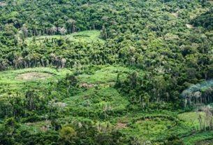 Plataforma pan-amazônica reúne 232 políticas públicas para bioeconomia